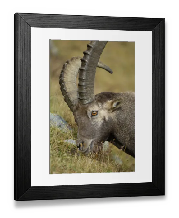 Framed Print : Alpine ibex (Capra ibex), male marks his territory with secretion from his nose Framed Print : Alpine ibex (Capra ibex), male marks his territory with secretion from his nose