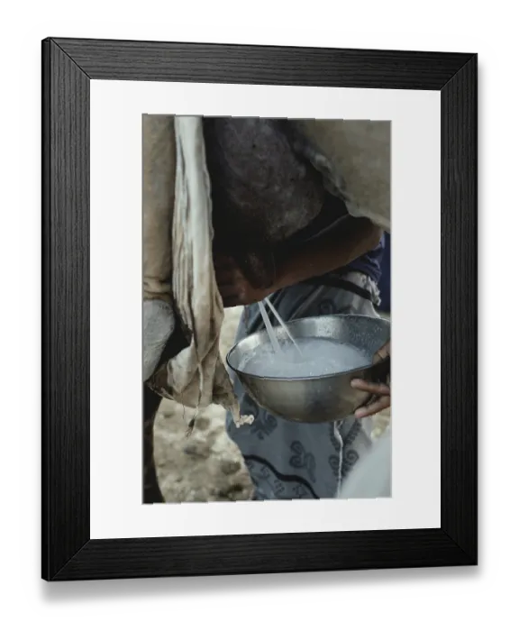 Framed Print : Milking a dromedary cow (Camelus dromedarius) Framed Print : Milking a dromedary cow (Camelus dromedarius)