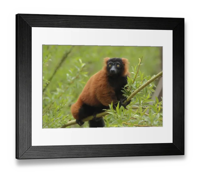 Framed Print : Red ruffed lemur (Varecia rubra), captive Framed Print : Red ruffed lemur (Varecia rubra), captive