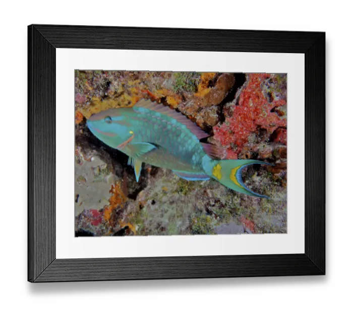 Framed Print : Stoplight parrotfish (Sparisoma viride)