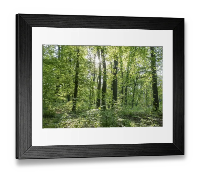 Framed Print : Mixed deciduous forest in spring backlit with sun star Framed Print : Mixed deciduous forest in spring backlit with sun star