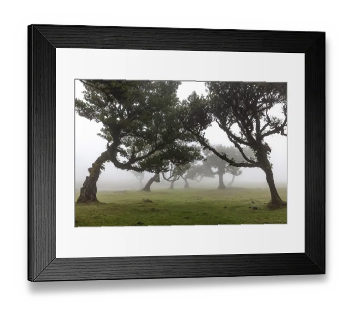 Framed Print : Old laurel trees in the mist, stinkwood (Ocotea foetens) Framed Print : Old laurel trees in the mist, stinkwood (Ocotea foetens)