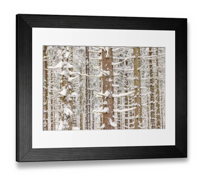 Framed Print : Spruce trunks in a forest with snow in winter Framed Print : Spruce trunks in a forest with snow in winter