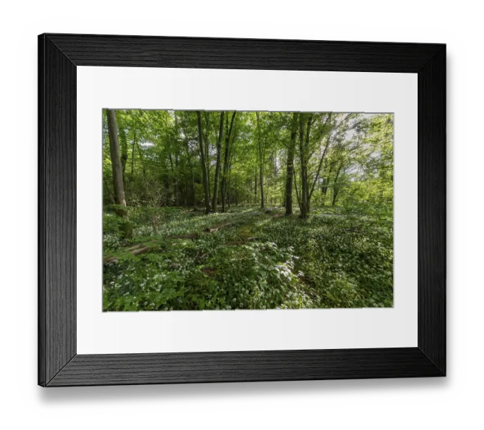 Framed Print : Mixed deciduous forest in spring Framed Print : Mixed deciduous forest in spring