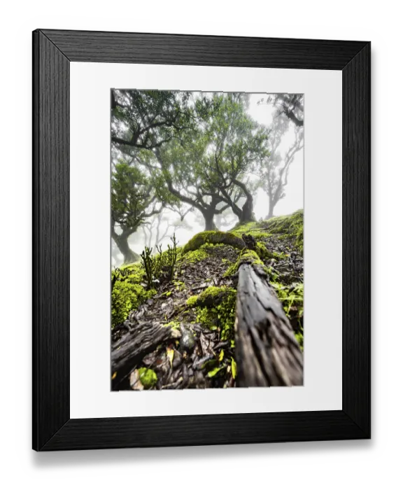 Framed Print : Laurel trees overgrown with moss and plants in the mist