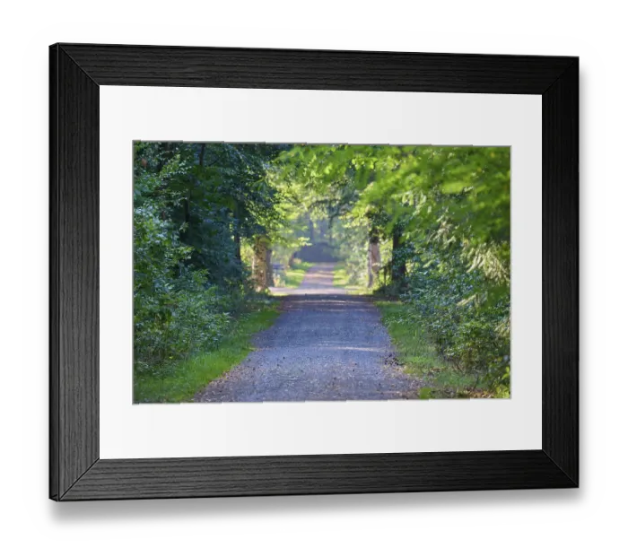 Framed Print : Forest path, deciduous forest, park