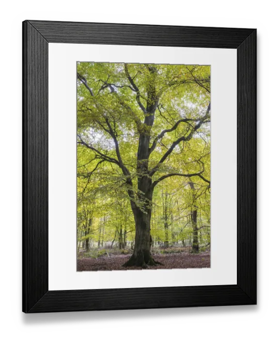 Framed Print : Autumn in the jungle Baumweg, hut forest