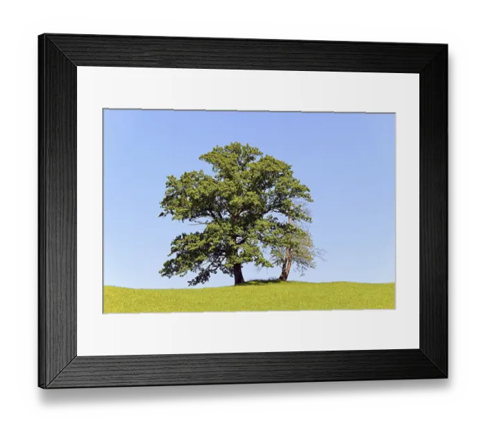 Framed Print : Two old deciduous trees on a mountain meadow