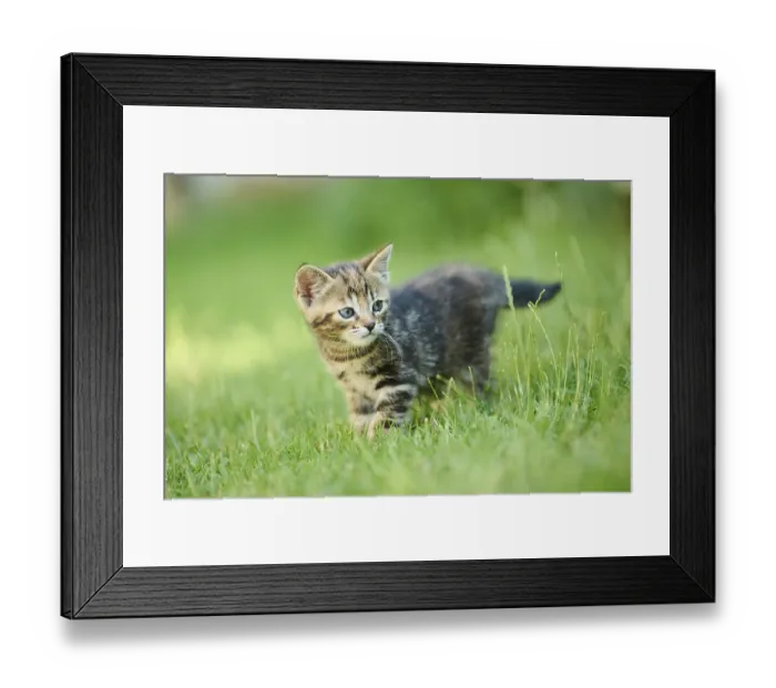 Framed Print : Bengal cat, domestic cat, kitten walking on a meadow