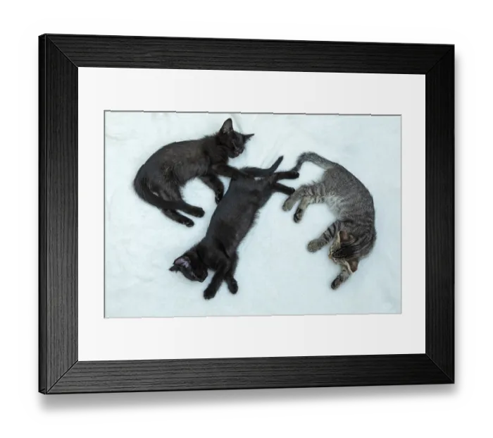 Framed Print : Three nine-week-old kittens sleeping Framed Print : Three nine-week-old kittens sleeping