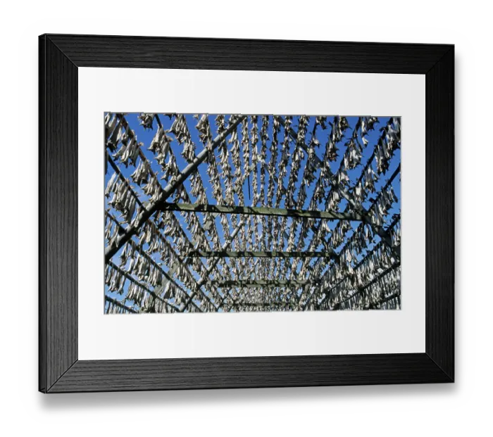 Framed Print : Atlantic atlantic cod (Gadus morhua) drying as stockfish on wooden racks