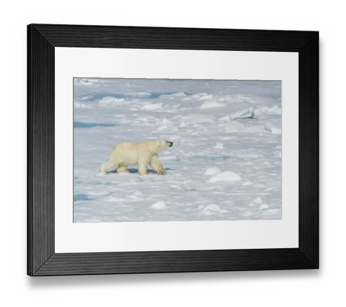 Framed Print : Male polar bear (Ursus maritimus) walking on pack ice
