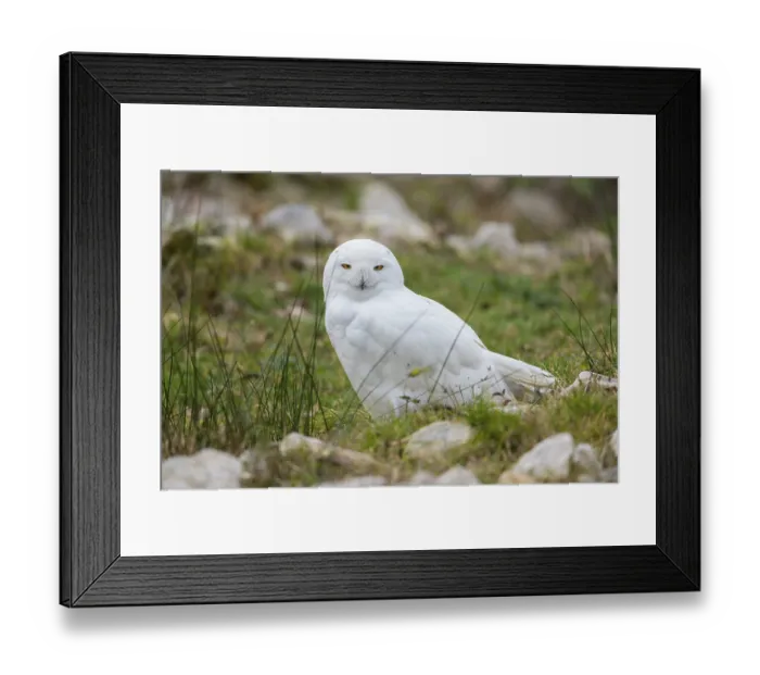 Framed Print : Snowy Owl (Bubo scandiacus) sitting on grass