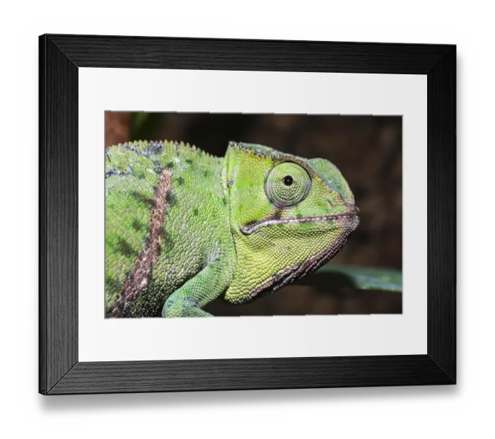 Framed Print : Petter's chameleon (Furcifer petteri) Framed Print : Petter's chameleon (Furcifer petteri)