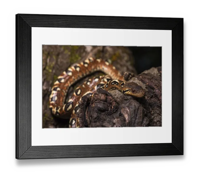 Framed Print : Malagasy Tree Boa (Sanzinia madagascariensis volontany) meanders along the tree