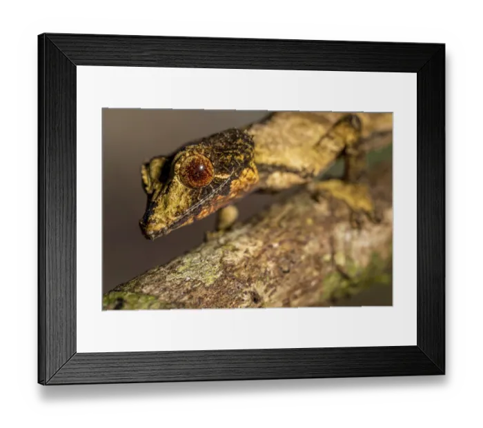 Framed Print : Flat-tailed gecko (Uroplatus fivehy)