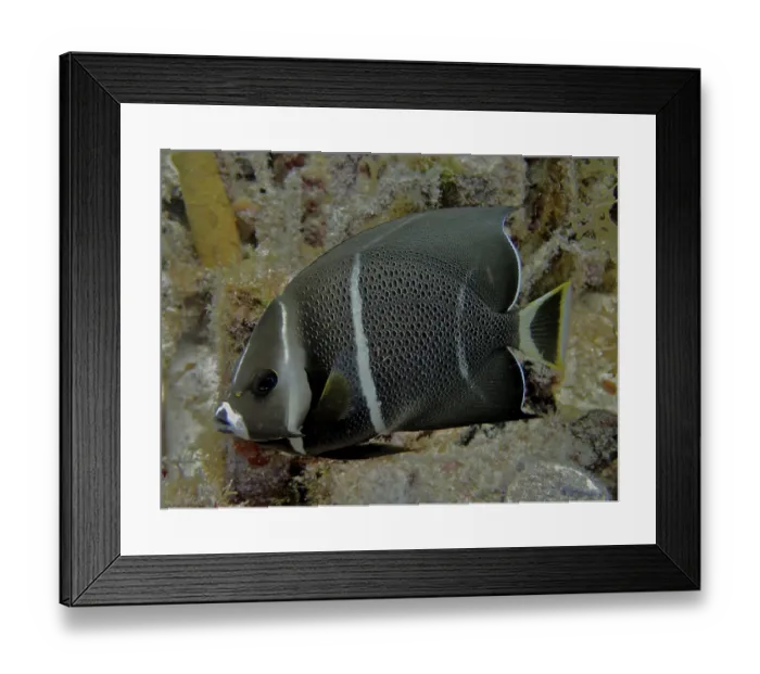Framed Print : Juvenile gray angelfish (Pomacanthus arcuatus)