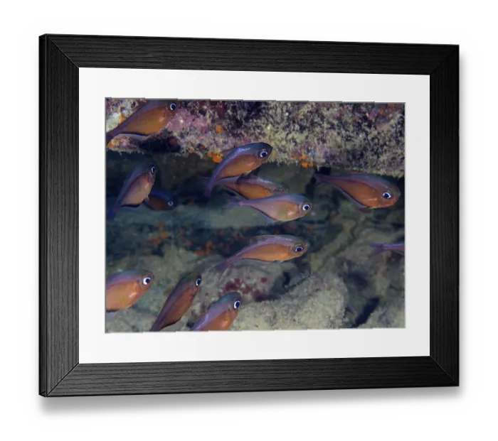 Framed Print : Shoal, group of hatchetfish (Pempheris schomburgkii)