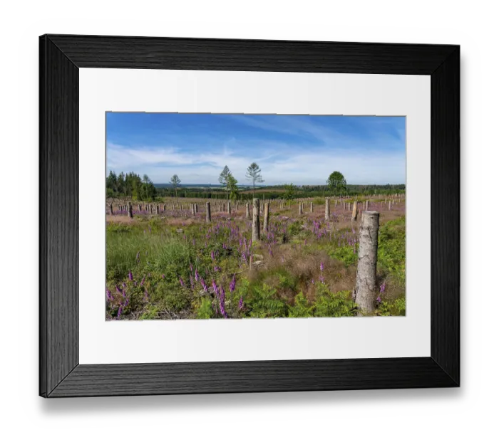 Framed Print : Cleared forest in the Eggegebirge Framed Print : Cleared forest in the Eggegebirge