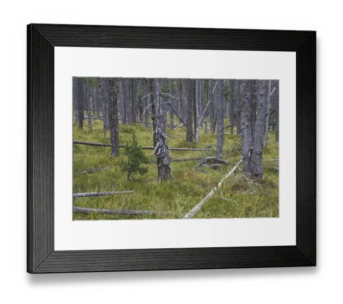 Framed Print : Scots Pine (Pinus silvestris) trees in coniferous forest with fallen tree trunks