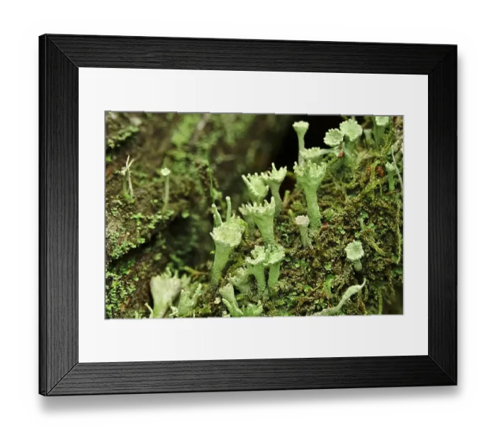 Framed Print : Cup lichen (Cladonia Fimbriata)