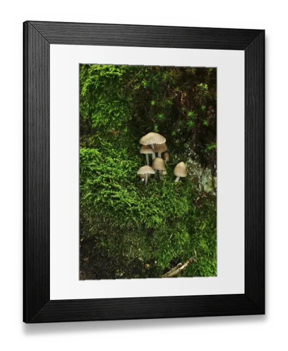 Framed Print : Kellerwald-Edersee National Park in late summer