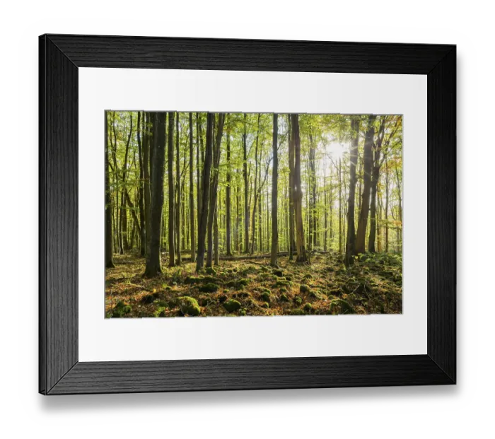 Framed Print : Common beeches (Fagus sylvatica) and moss covered stones