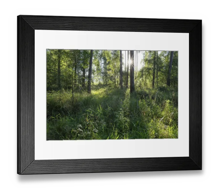 Framed Print : Mixed forest, Sonnenstern, Barnbruch Forest nature reserve