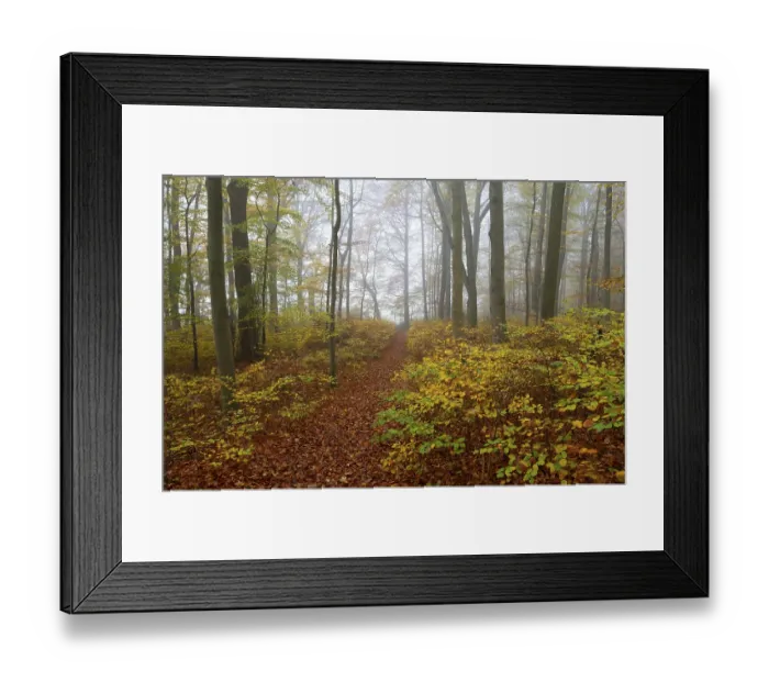 Framed Print : Path through near-natural deciduous forest in autumn with colourful leaves Framed Print : Path through near-natural deciduous forest in autumn with colourful leaves