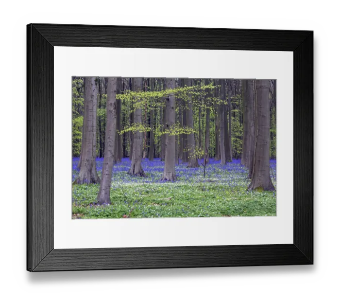 Framed Print : Bush anemone (Anemonoides nemorosa) and blue flowering bluebells (Hyacinthoides non-scripta)