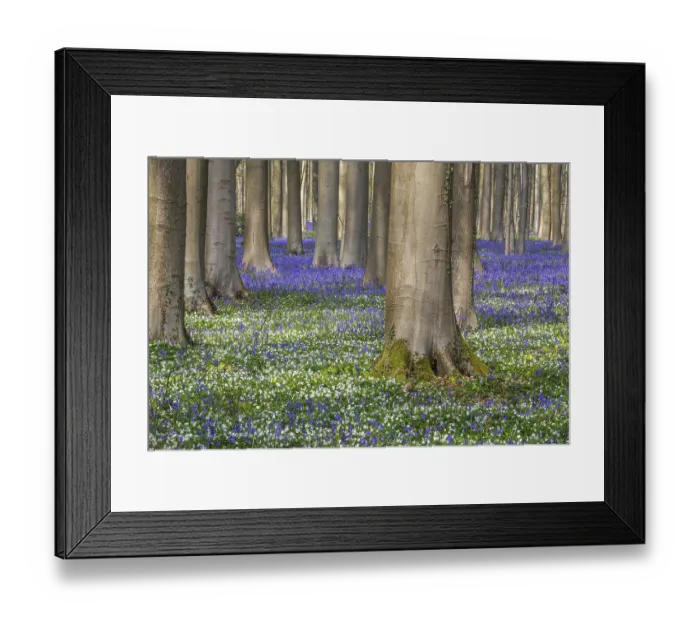 Framed Print : Bush anemone (Anemonoides nemorosa) and blue flowering bluebells (Hyacinthoides non-scripta) Framed Print : Bush anemone (Anemonoides nemorosa) and blue flowering bluebells (Hyacinthoides non-scripta)