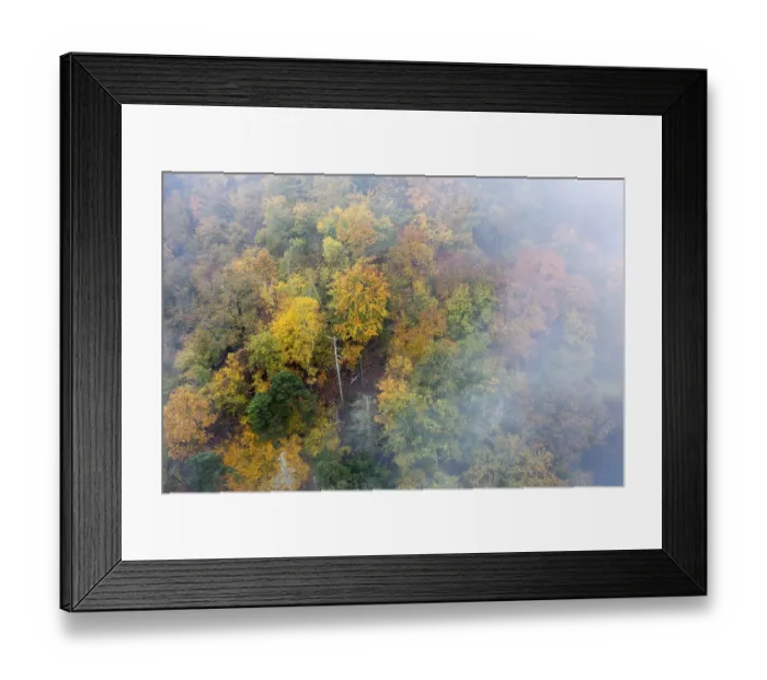 Framed Print : Foggy atmosphere, autumnal forest
