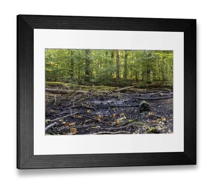 Framed Print : Deadwood in mixed forest, weathered tree trunks