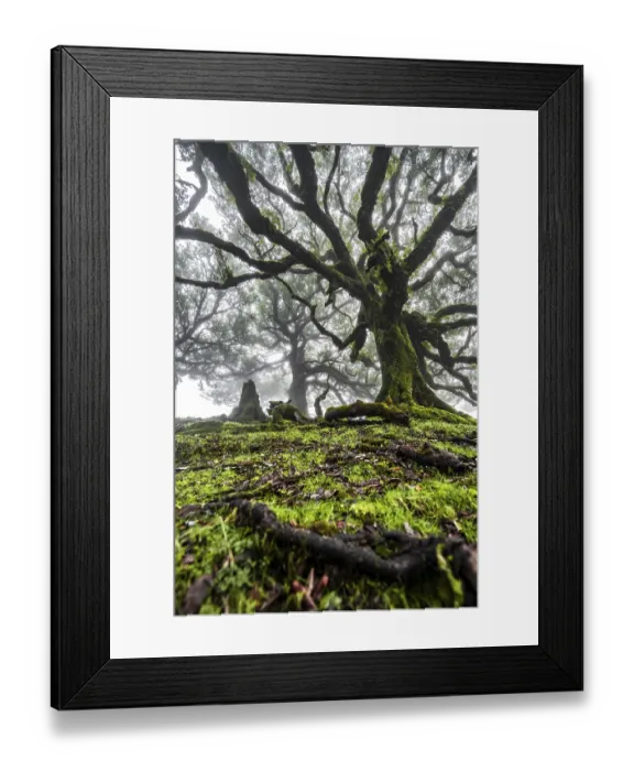 Framed Print : Laurel trees overgrown with moss and plants in the mist Framed Print : Laurel trees overgrown with moss and plants in the mist