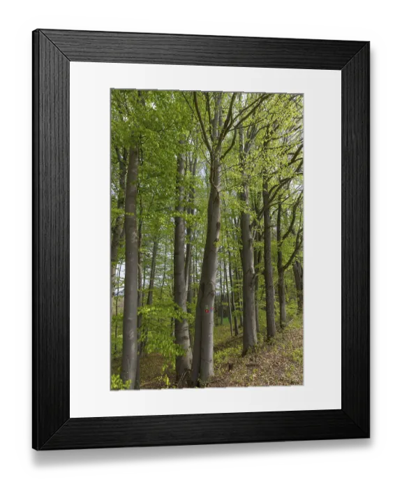Framed Print : Beech (Fagus) forest in spring Framed Print : Beech (Fagus) forest in spring