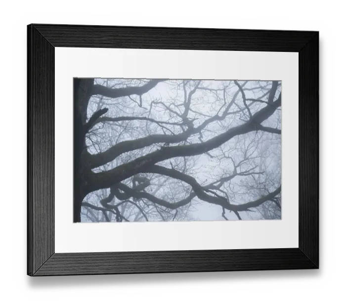 Framed Print : Oak tree in a foggy forest, Hohenlohe Framed Print : Oak tree in a foggy forest, Hohenlohe