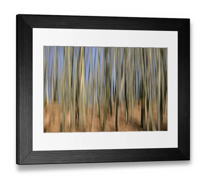 Framed Print : Common beeches (Fagus sylvatica)
