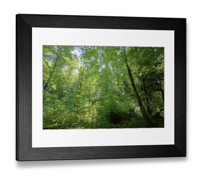 Framed Print : Forest, Deciduous forest, Sun, Summer