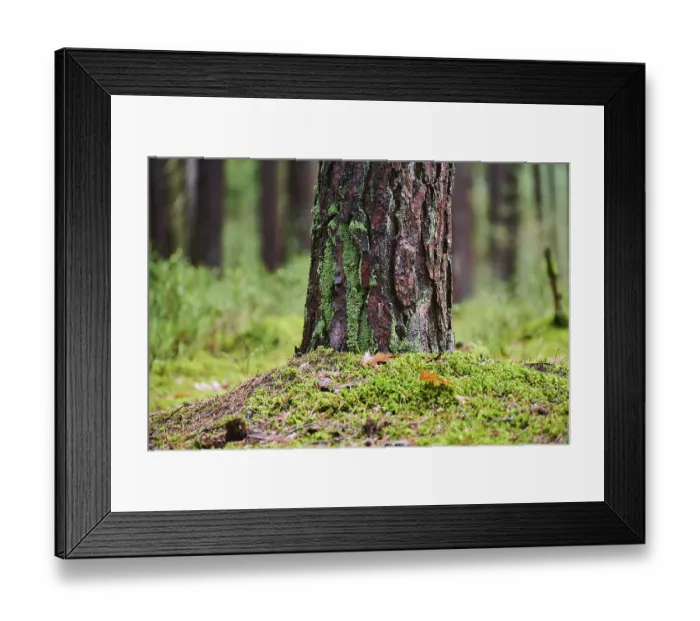 Framed Print : Tree trunks of the Scots pine (Pinus sylvestris) in the forest