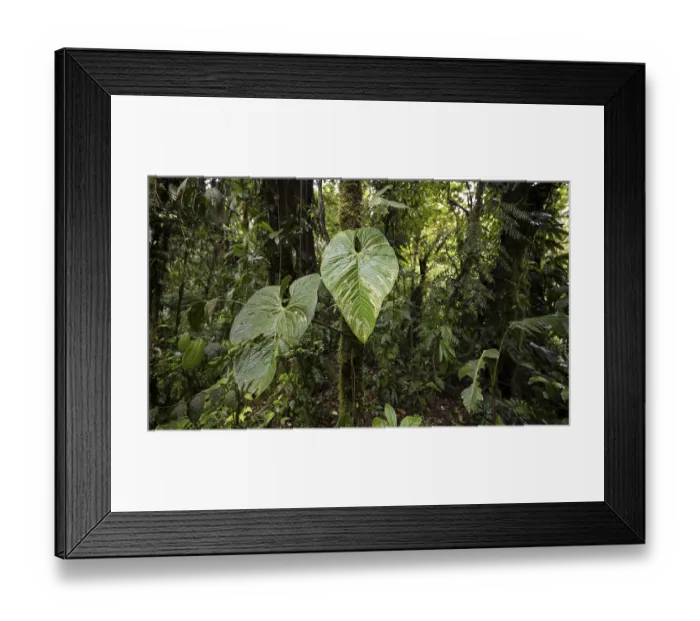 Framed Print : Large leaves in the dense rainforest Framed Print : Large leaves in the dense rainforest