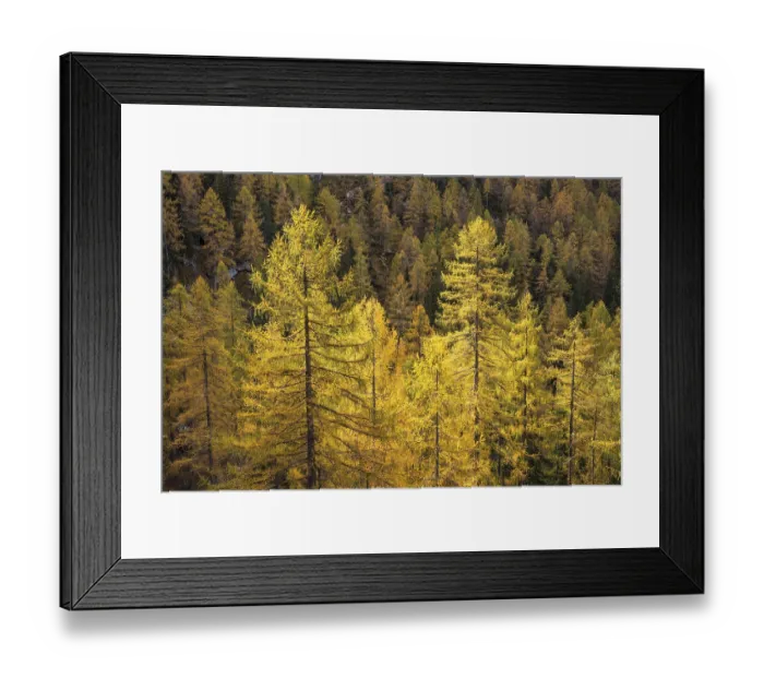 Framed Print : Yellow larches on the slopes of the Dachstein mountains Framed Print : Yellow larches on the slopes of the Dachstein mountains