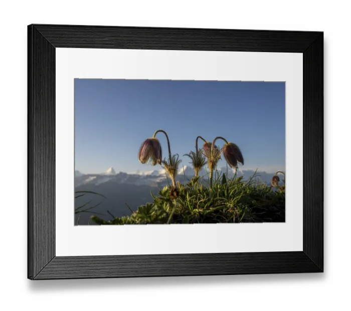 Framed Print : Alpine pasqueflower (Pulsatilla alpina) with the Bernese Alps in the background