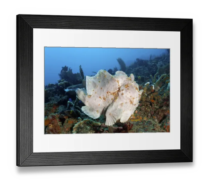 Framed Print : Giant frogfish (Antennarius commerson) or giant frogfish swims over coral reef