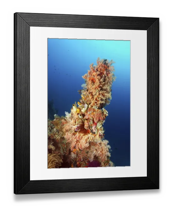 Framed Print : Coral Point, unusual, densely covered with soft corals (Dendronenepthya) and ox heart ascidian (Polycarpa aurata)