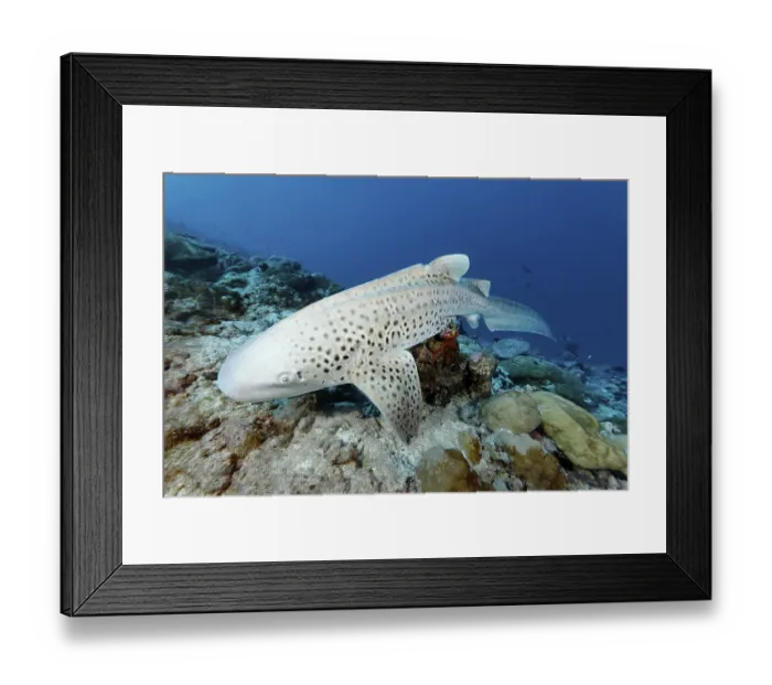 Framed Print : Zebra shark (Stegosoma fasciatum) resting on a small coral block