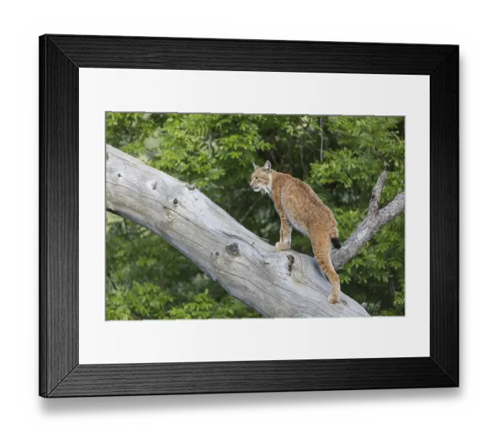 Framed Print : One Eurasian lynx, (Lynx lynx) Framed Print : One Eurasian lynx, (Lynx lynx)