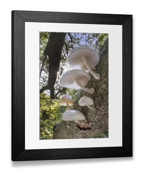 Framed Print : Porcelain fungus (Oudemansiella mucida) mushrooms growing on fallen tree trunk in forest in autumn Framed Print : Porcelain fungus (Oudemansiella mucida) mushrooms growing on fallen tree trunk in forest in autumn