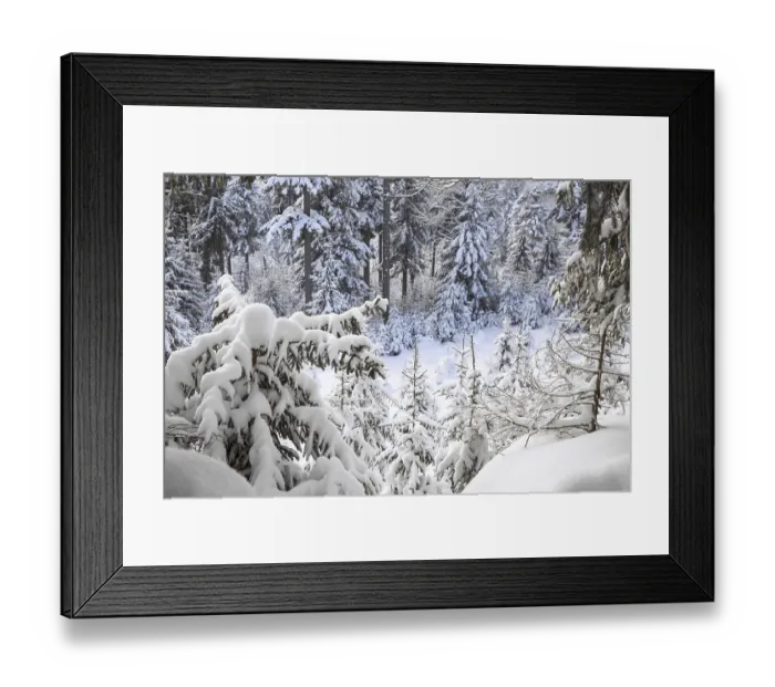 Framed Print : Branches of spruce trees laden with snow during snow shower in mixed forest in winter