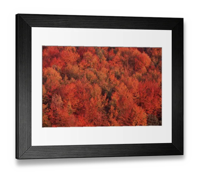 Framed Print : Beech forest in autumn, Lower Saxony (Fagus sylvatica) Framed Print : Beech forest in autumn, Lower Saxony (Fagus sylvatica)