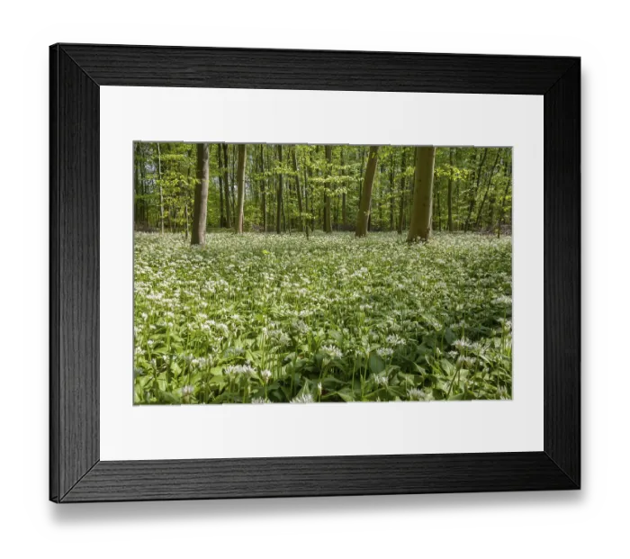 Framed Print : Deciduous forest with flowering ramsons (Allium ursinum)